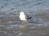 Mongolian Gull.jpg