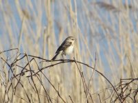 Siberian Stonechat.jpg