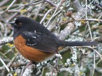 15 spotted towhee.jpg