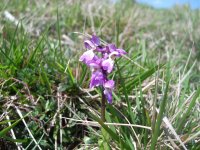 Early Purple Orchid 20110411 (1).jpg