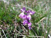 Early Purple Orchid 20110411 (2).jpg