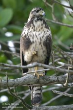 Buteo_CostaRica_Boris_Nikolov_fotobiota_com.jpg