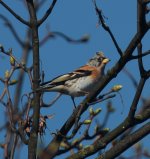 brambling2.jpg