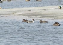 Northern Pintail and Gadwall.jpg