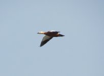 Ruddy Shelduck.jpg