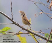 Brown Flanked Bush Warbler 700.jpg