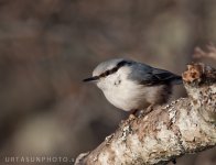 nuthatch.jpg