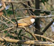 White throated Laughingthrush s.jpg