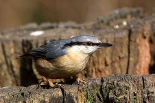 nuthatch @ low barns#001.jpg