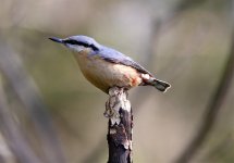 nuthatch @ low barns 4#001.jpg