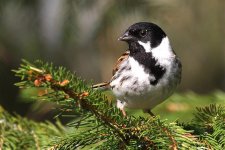 reed bunting @ low barns.1#001.jpg