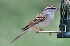 Sparrow 50pc crop 6001.JPG