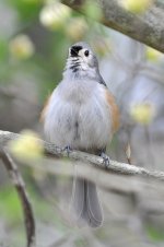 Tufted Titmouse 50pc crop 6013.JPG