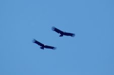 Andean-Condor3.jpg