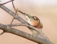 chaffinch1.jpg