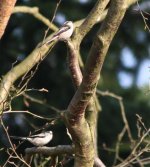 Long tailed tits1.jpg