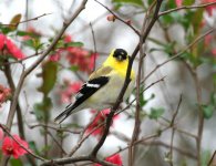 springgoldfinch.jpg