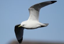 kittiwake4.jpg