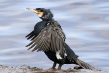 cormorant@derwenthaughstaithes.jpg