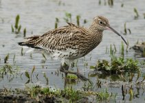 curlew@derwenthaughmeadows1.jpg