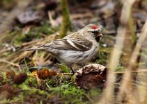 mealyredpoll@derwentcp.jpg