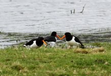 oystercatchers@coalhousepoo.jpg