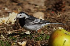 Pied Wagtail_resize.jpg