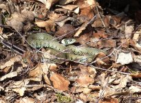 Grass Snake1.jpg