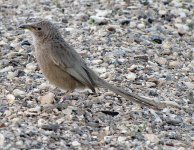 Arabian Babbler3.jpg