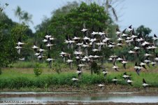 JAY_1198 Black-winged Stilt.jpg