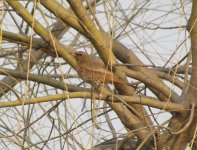 Naumann's Thrush.jpg