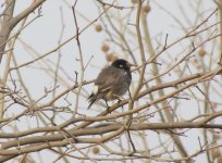 White-cheeked Starling.jpg