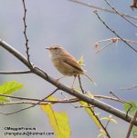 BF Bush Warbler.jpg