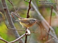 YB Bush Warbler.jpg