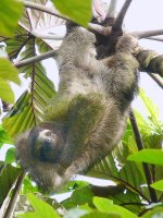 Three-toed Sloth - Cerro Gaital, Panama- copyright by Blake Maybank.jpg