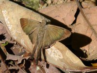 Brown Longtail (Urbanus procne) - Valle Chiquito, Panama - copyright by Blake Maybank.jpg
