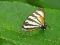 Togarna Hairstreak (Arawacus togarna) - Valle Chiquito, Panama - photo by Blake Maybank.jpg