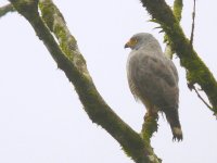 Broad-winged Hawk - Cerro Gaital, Panama- copyright by Blake Maybank.jpg