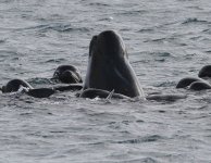 110305 Long-finned Pilot Whales 093BF.jpg