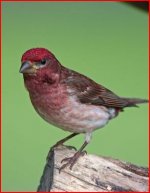 purple finch.JPG