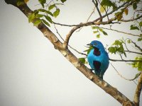 Blue Cotinga - Rainforest Discovery Centre, Panama - copyright by Blake Maybank.jpg