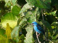 Blue Dacnis - Rainforest Discovery Centre, Panama - copyright by Blake Maybank.jpg