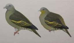 Indian Sub - female andaman (left) & grey-fronted green-pigeons (Large).jpg