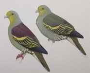 Indian sub - pompadour green-pigeon (Large).jpg