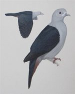 Indian sub - nicobar imperial-pigeon (Large).jpg