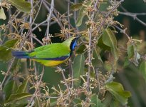 CJW_3747_OBLeafbird240211BF.jpg