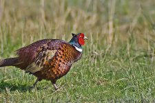 Pheasant_3.jpg