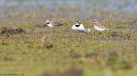 LittleRingedPlovers1PM800.jpg