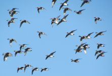 Wigeon and Falcated.jpg