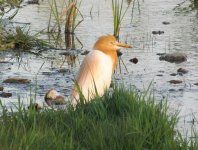 Cattle Egret.jpg